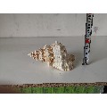 几十年前的老海螺！完好无损！(au21722339)_7788收藏__收藏热线