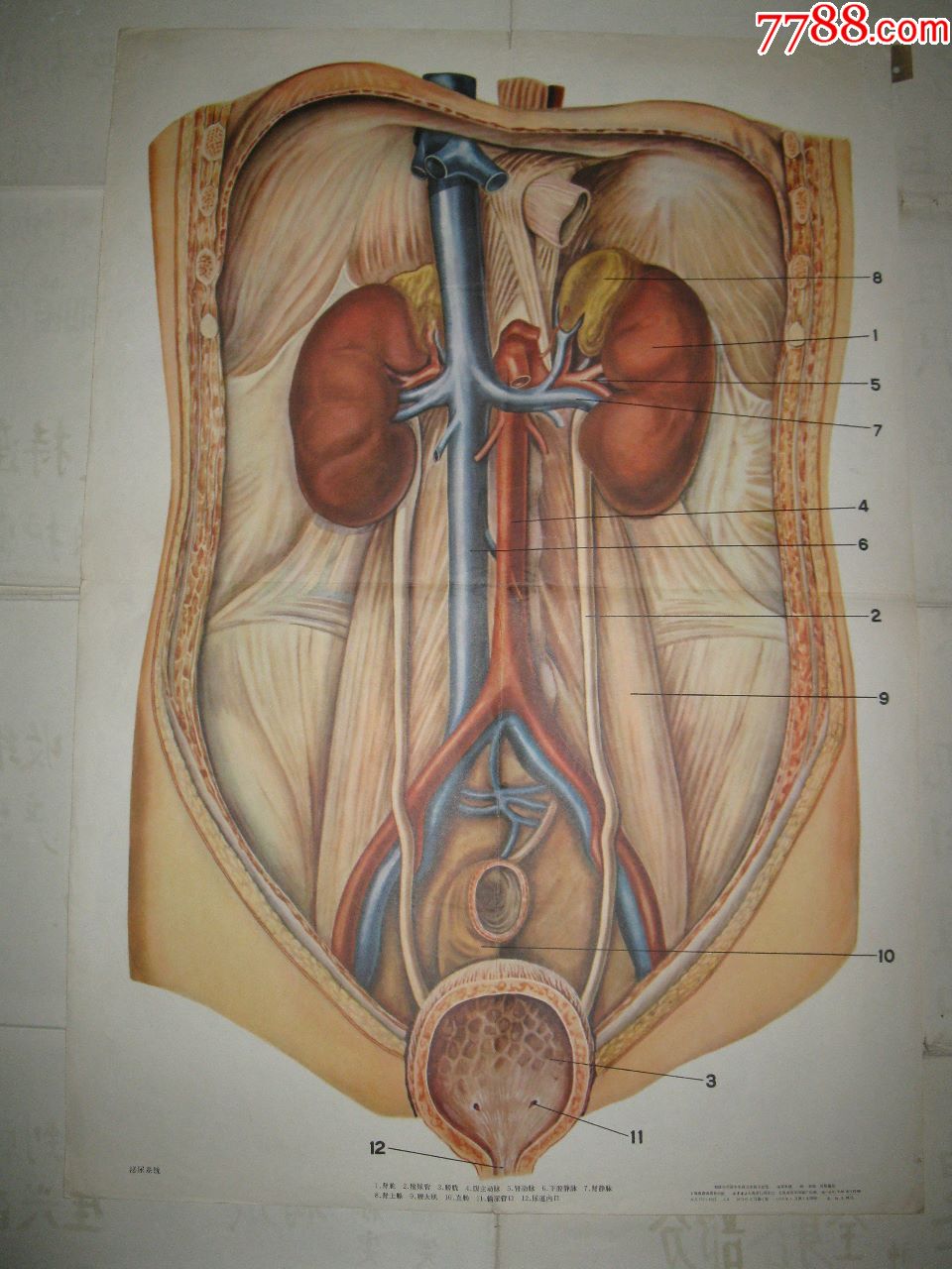 初级中学课本生理卫生教学挂图泌尿系统