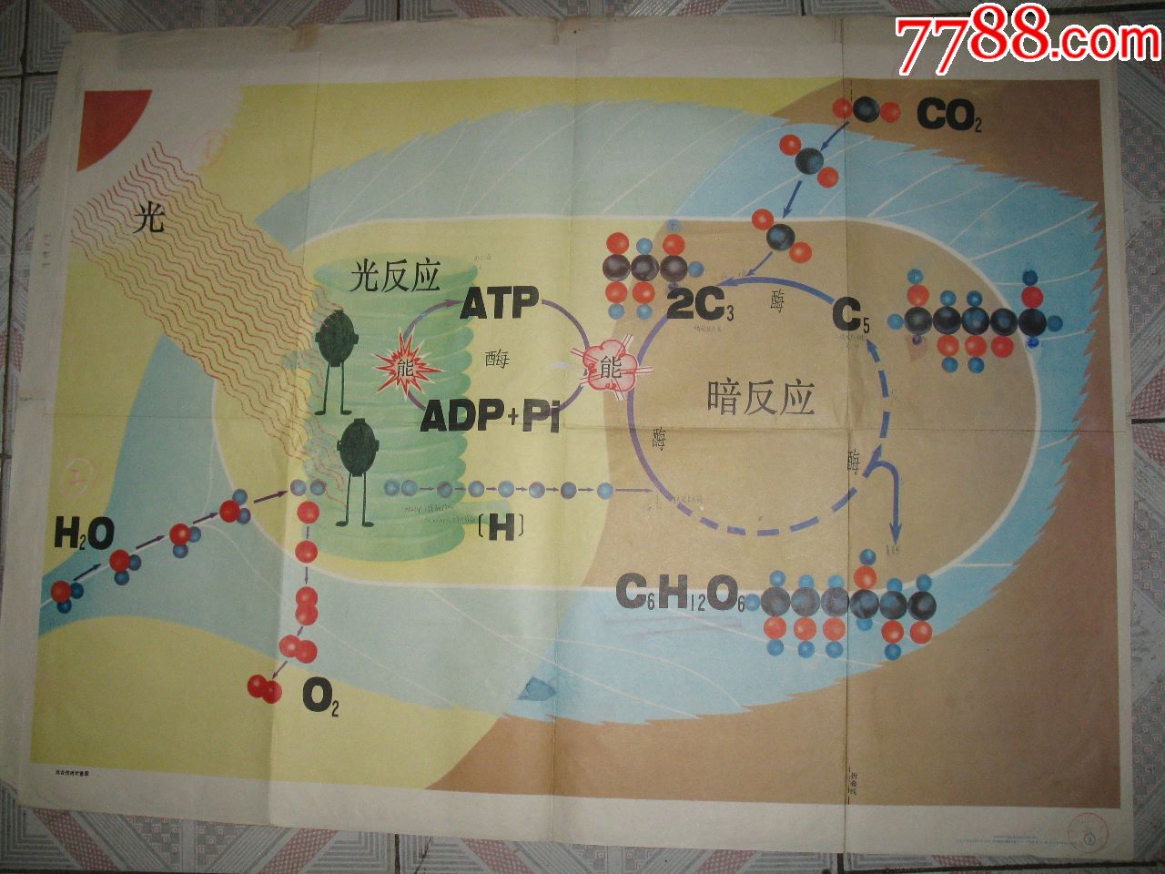 高级中学课本生物学教学挂图:光合作用示意图