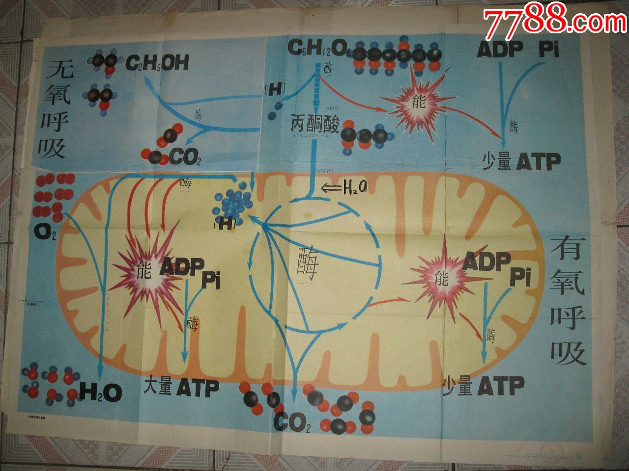 高级中学课本生物学教学挂图呼吸作用示意图