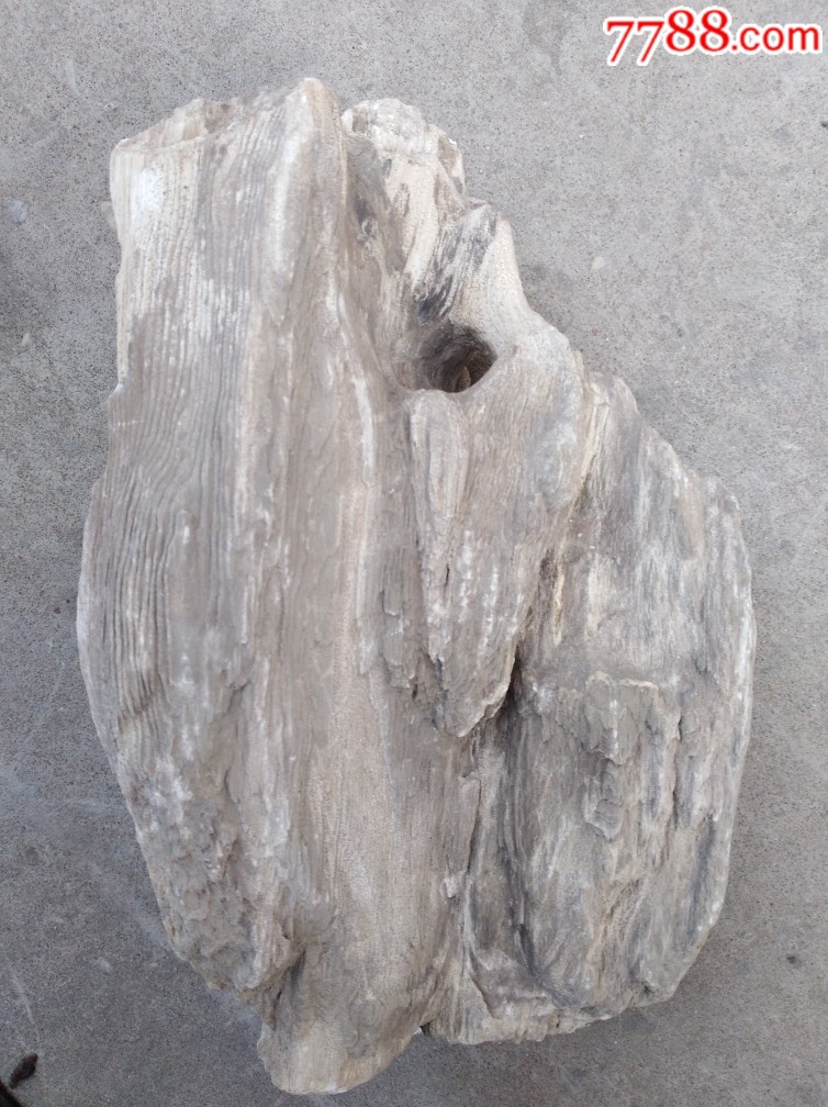 不朽的朽木化石_价格688元【一手老货店】_第1张_7788收藏__收藏热线