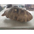 42厘米的乌龟标本(se69897150)_7788收藏__收藏热线