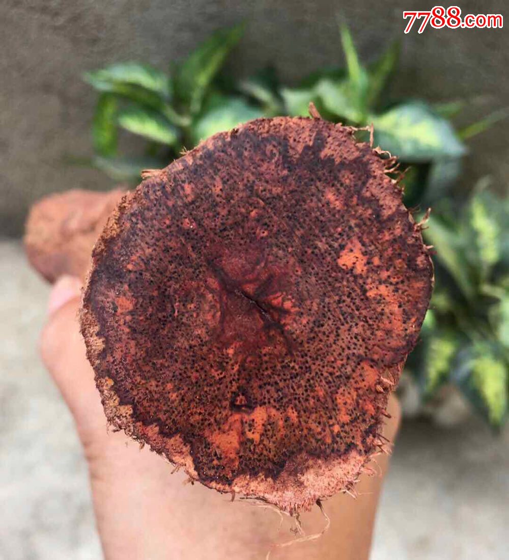 天然高油缅甸降真香木头一根,保真