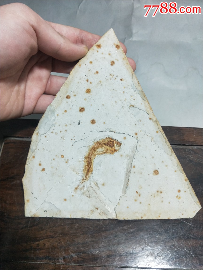 鱼化石艾青图片