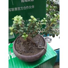 珍珠黄扬(se69995038)_7788收藏__收藏热线