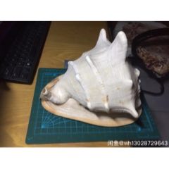 大海螺(se69997659)_7788收藏__收藏热线