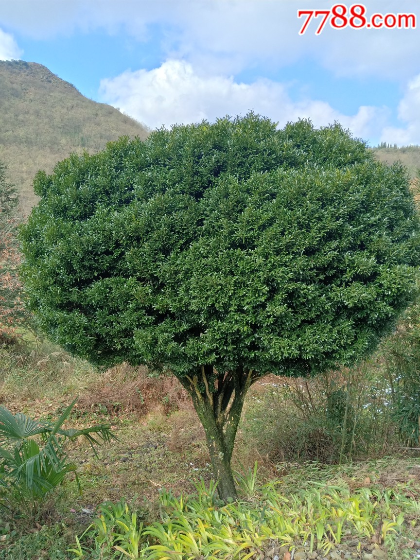 200年左右会开花大型万年青风景树