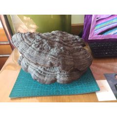 木灵芝(se70028092)_7788收藏__收藏热线