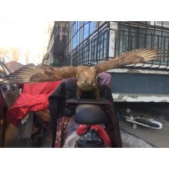 鹰标本(se70067876)_7788收藏__收藏热线