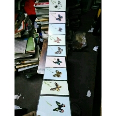 蝴蝶(se70173960)_7788收藏__收藏热线