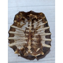 （箱19）有些年份的鳖壳，9.8*8.5cm(se70195749)_7788收藏__收藏热线