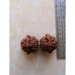 玩了一年多的核桃(se70206989)_7788收藏__收藏热线