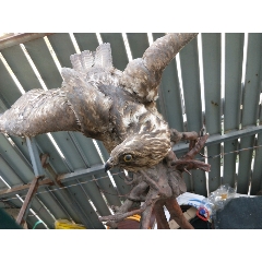 鸟类标本(se70238268)_7788收藏__收藏热线