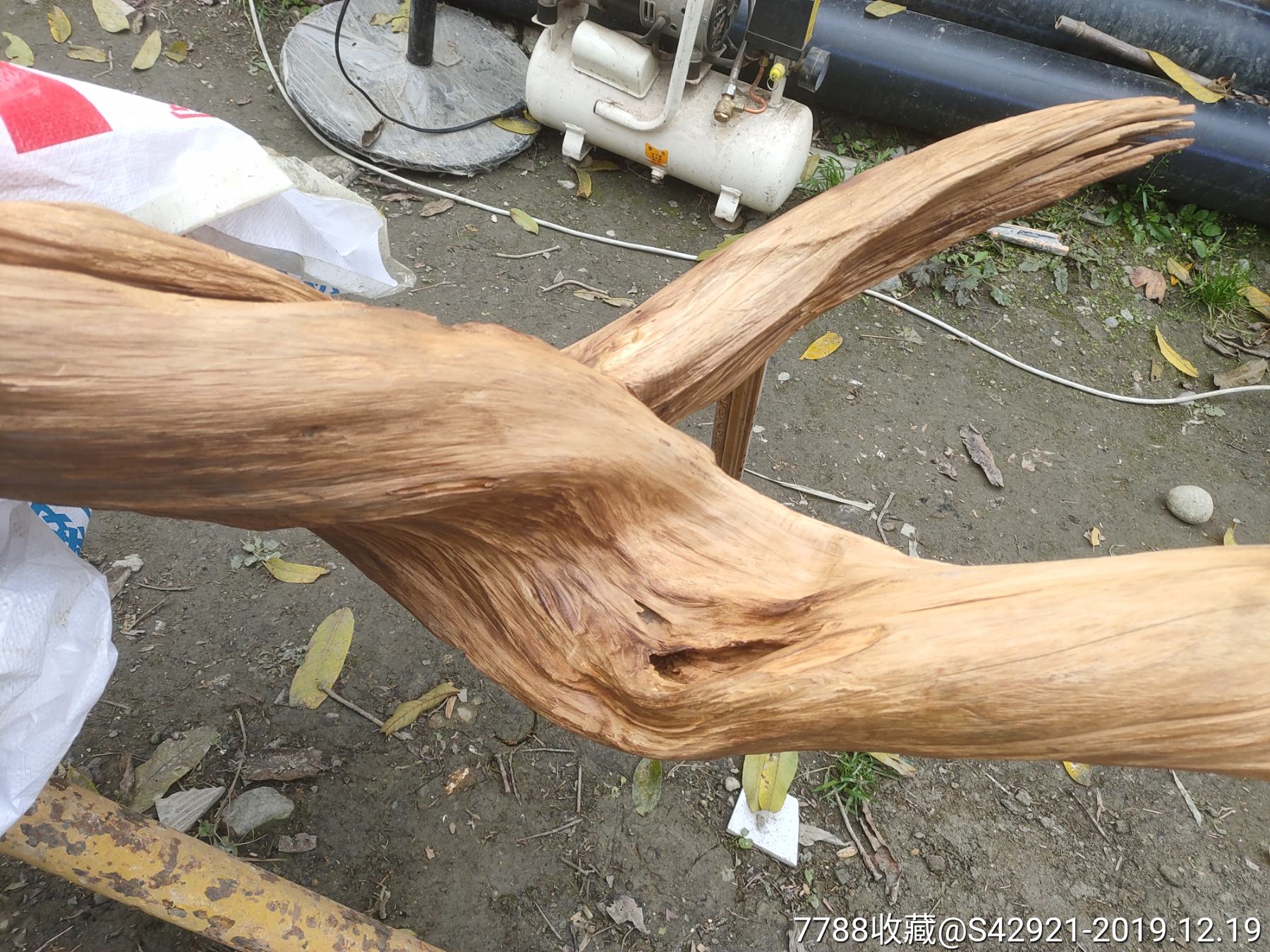 崖柏陈化料树根