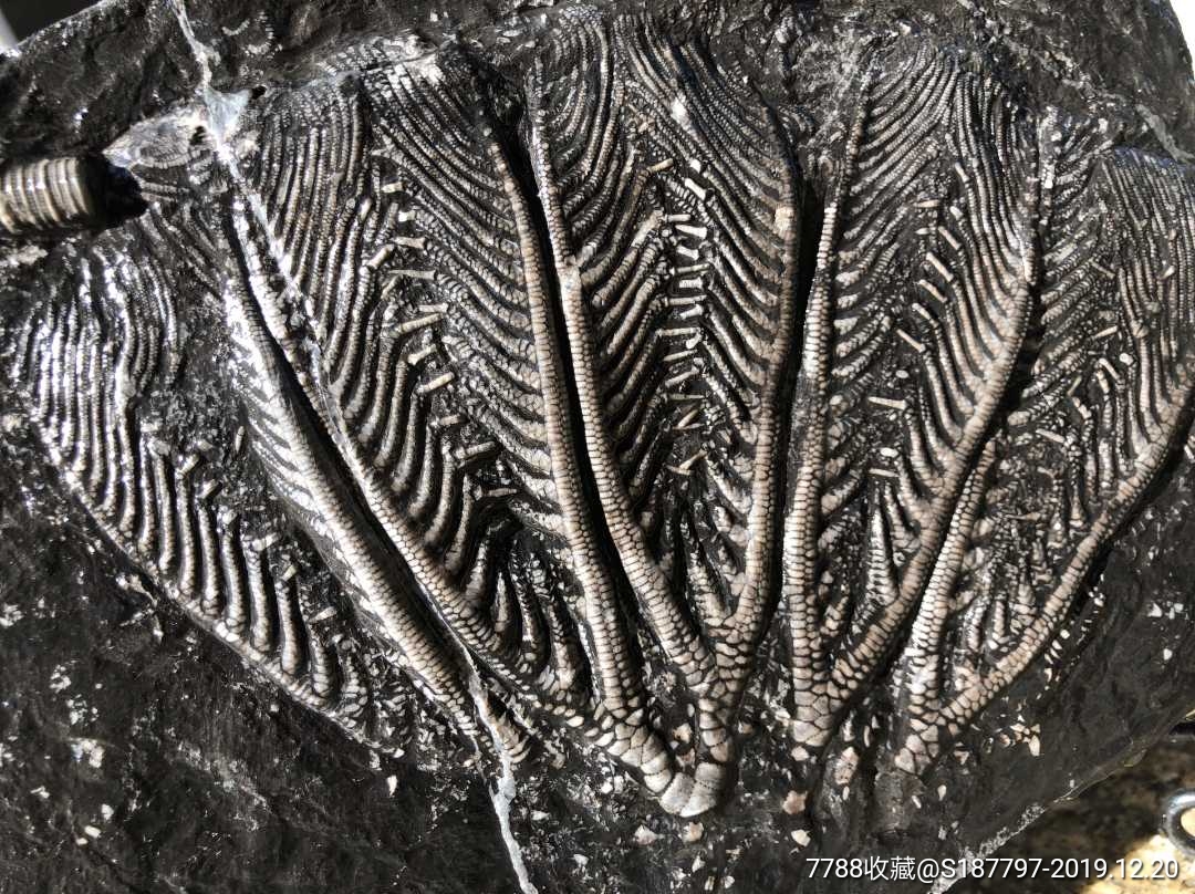 海生物化石图片大全图片