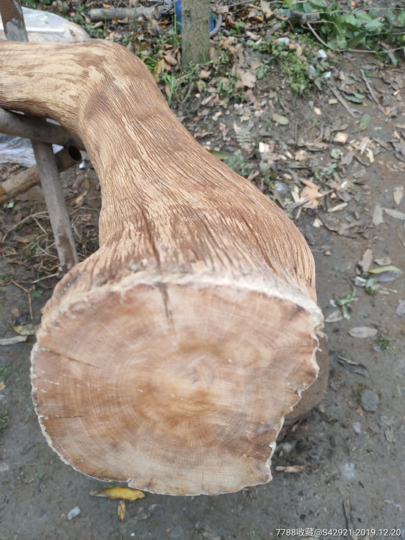 崖柏陈化料树根