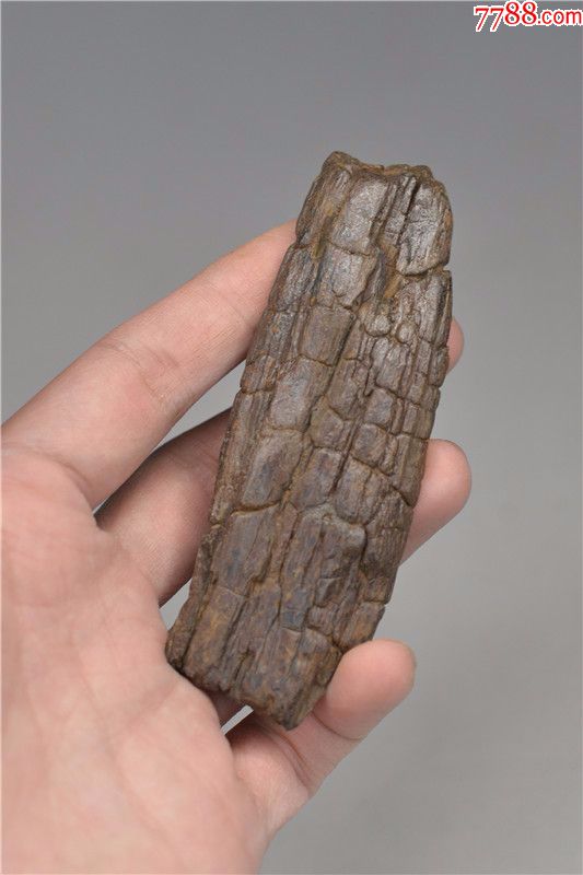 黑龙江水冲硅化木化石手把件树化石像草化石头原石雕料奇石山子料