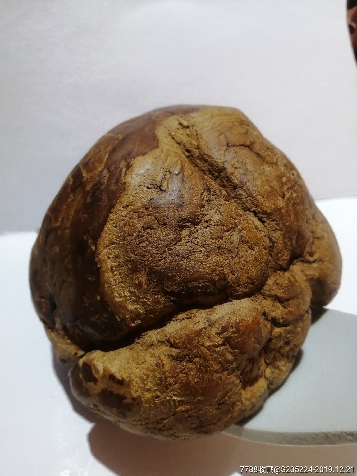 百年天然松树瘤原料