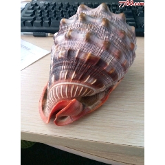 万宝螺(se70322671)_7788收藏__收藏热线