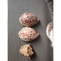 天然贝壳(se70372266)_7788收藏__收藏热线