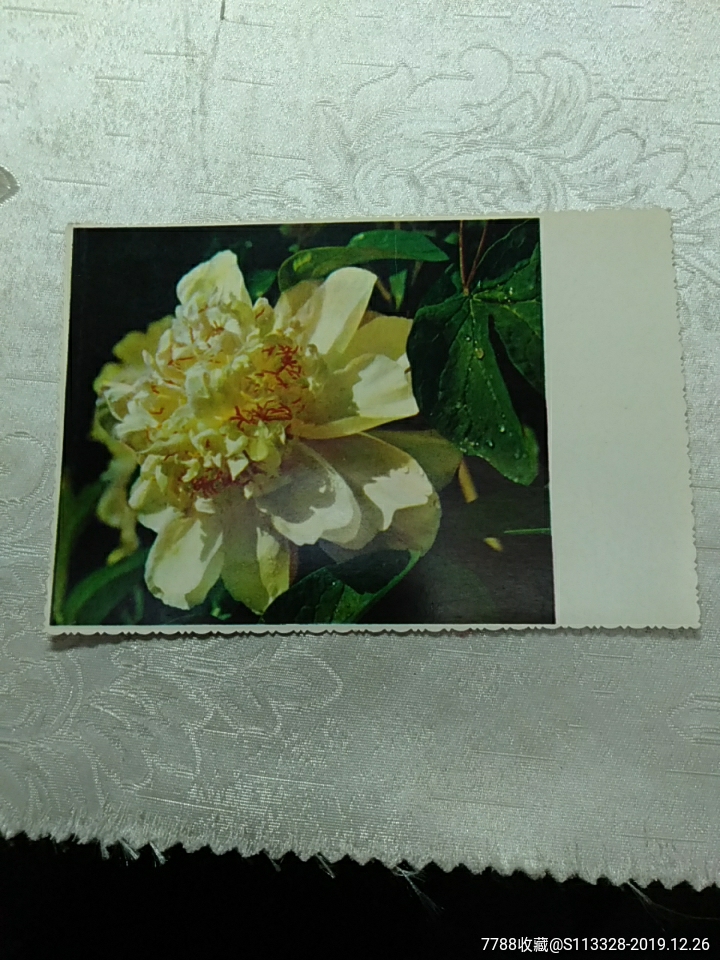 姚黄牡丹花明信片