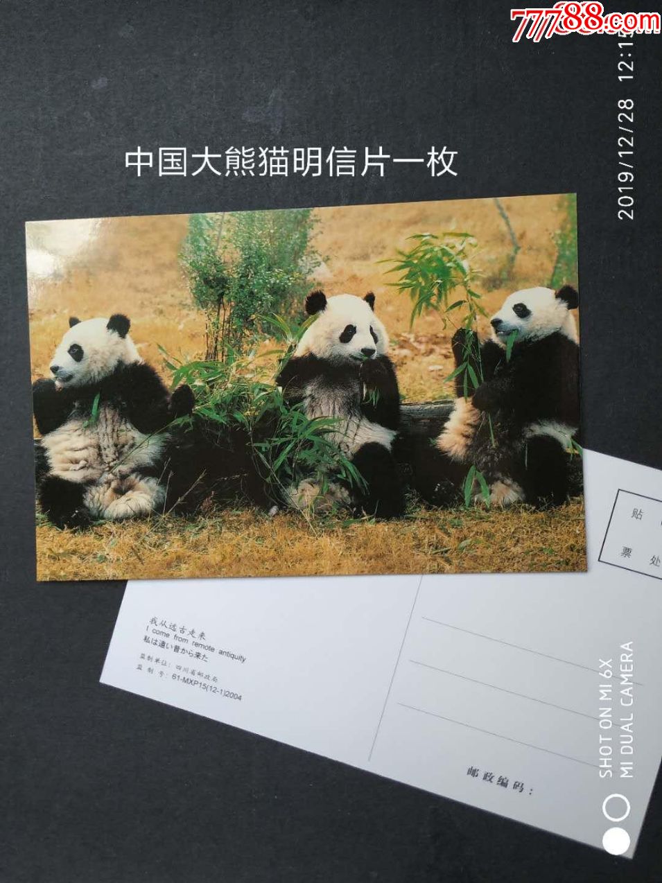 熊猫中国国宝大熊猫明信片全新一枚