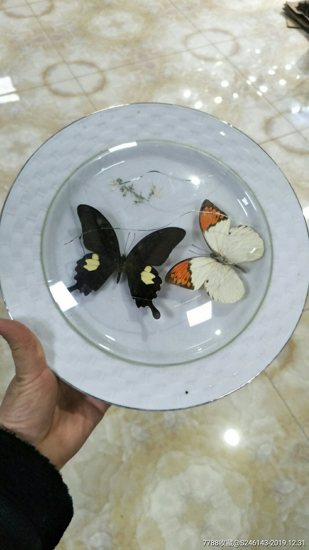 白色大盘装蝴蝶标本