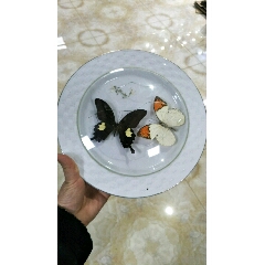 白色大盘装蝴蝶标本(se70479584)_7788收藏__收藏热线