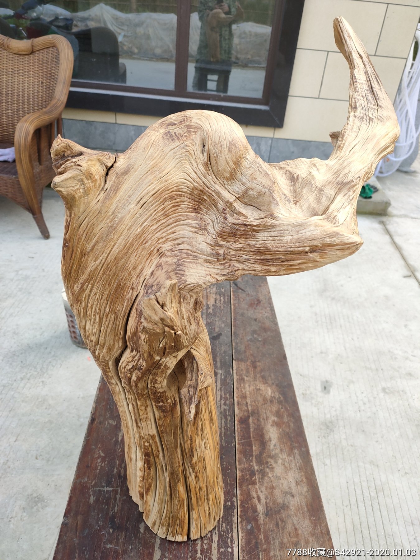 陈化崖柏树根摆件