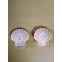海洋螺贝标本:皇冠贝一对(印度太平洋)(se70535575)_7788收藏__收藏热线