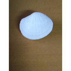 海洋螺贝标本:刻纹满蛤(印度太平洋)(se70535621)_7788收藏__收藏热线