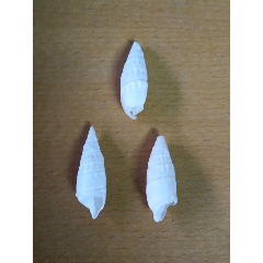 海洋螺贝标本:子洋螺3个(印度太平洋)(se70535634)_7788收藏__收藏热线