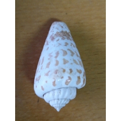 海洋螺贝标本:艳美芋螺(印度太平洋)(se70535648)_7788收藏__收藏热线