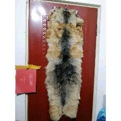 老狗皮(se70597211)_7788收藏__收藏热线