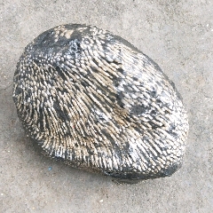 奇石化石雨花石恩施清江河床下原生观赏石摆件(se70599693)_7788收藏__收藏热线