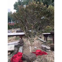 乡下一线地皮生货三颗黄杨尺寸如图，每棵1800元，三颗一起价优，“家有黄杨，喜气(se70602989)_7788收藏__收藏热线