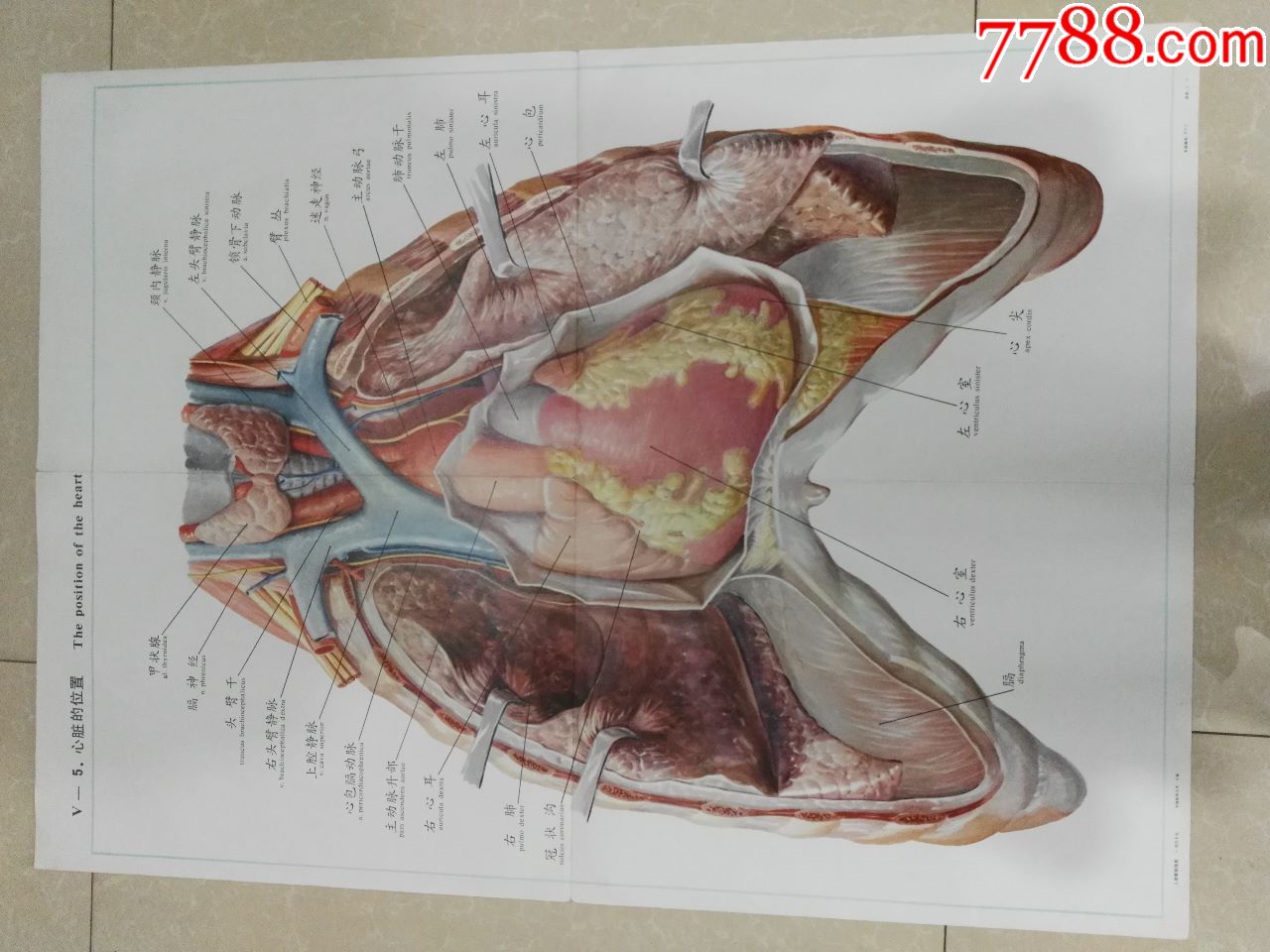 全开人体解剖挂图心脏的位置中国医科大学出品