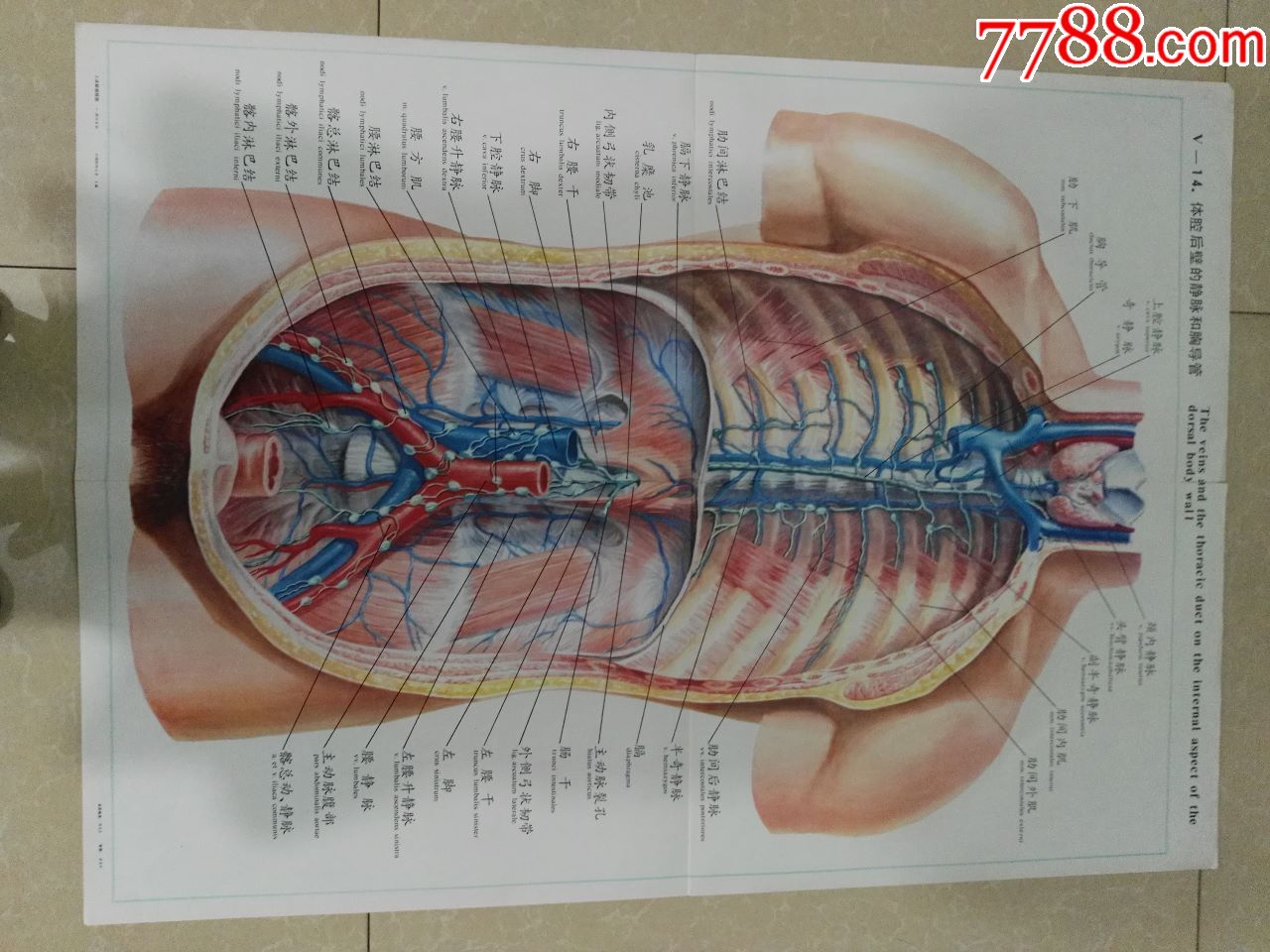 胸导管走行图图片