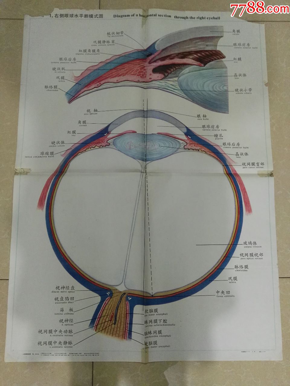 眼球素描结构图片