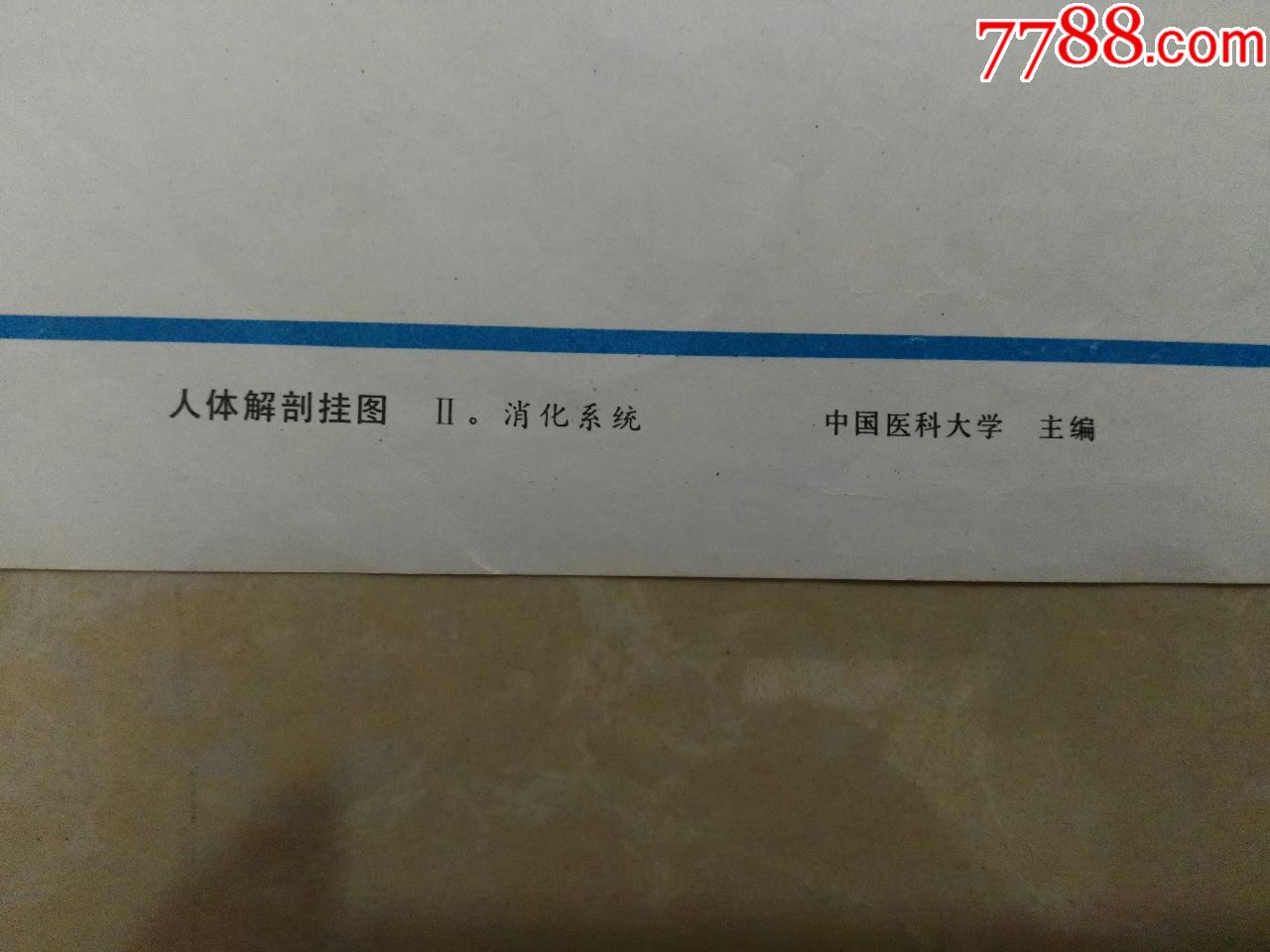 全开人体解剖挂图网膜中国医科大学出品