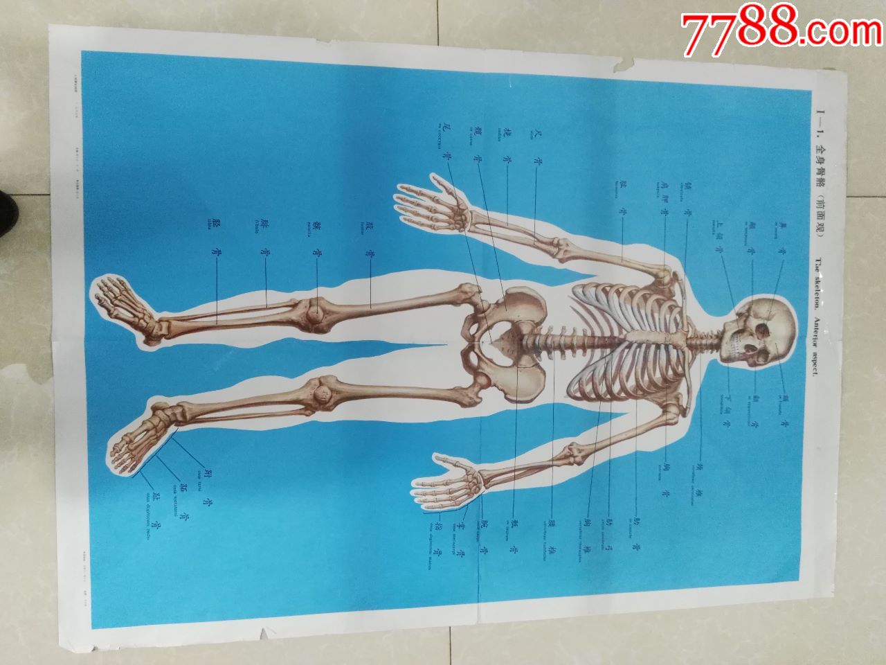 解剖挂图-全身骨骼(前面观)-中国医科大学出品_价格20元【红色纸品行