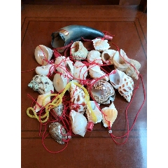 海螺一堆(se70678291)_7788收藏__收藏热线