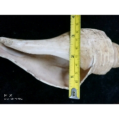 老海螺法器(se70716835)_7788收藏__收藏热线