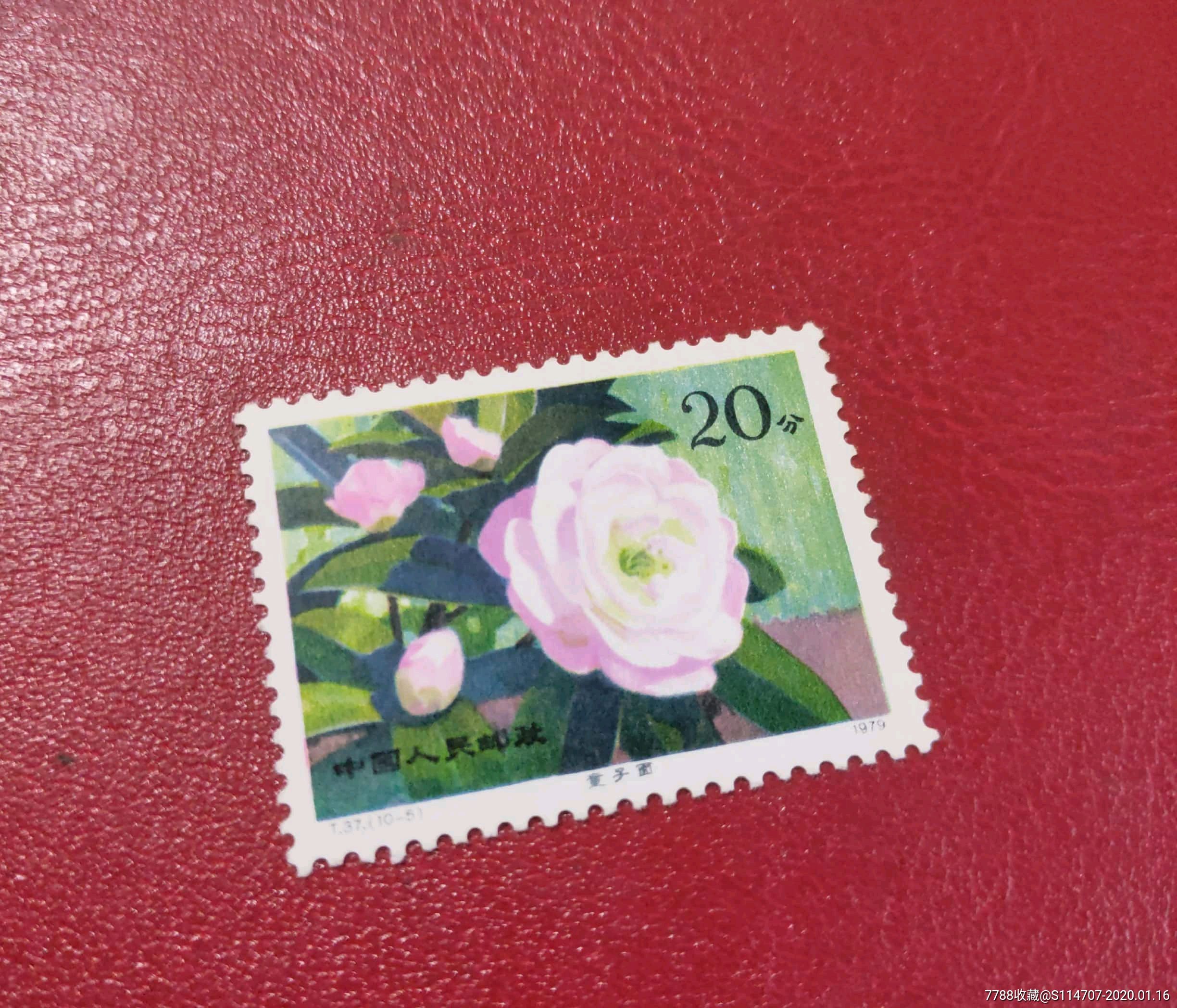 t37云南山茶花20分全新邮票