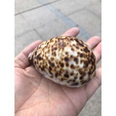 贝壳(se70743703)_7788收藏__收藏热线