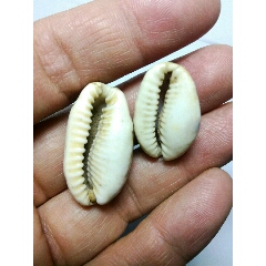 老贝壳两个(se70758811)_7788收藏__收藏热线