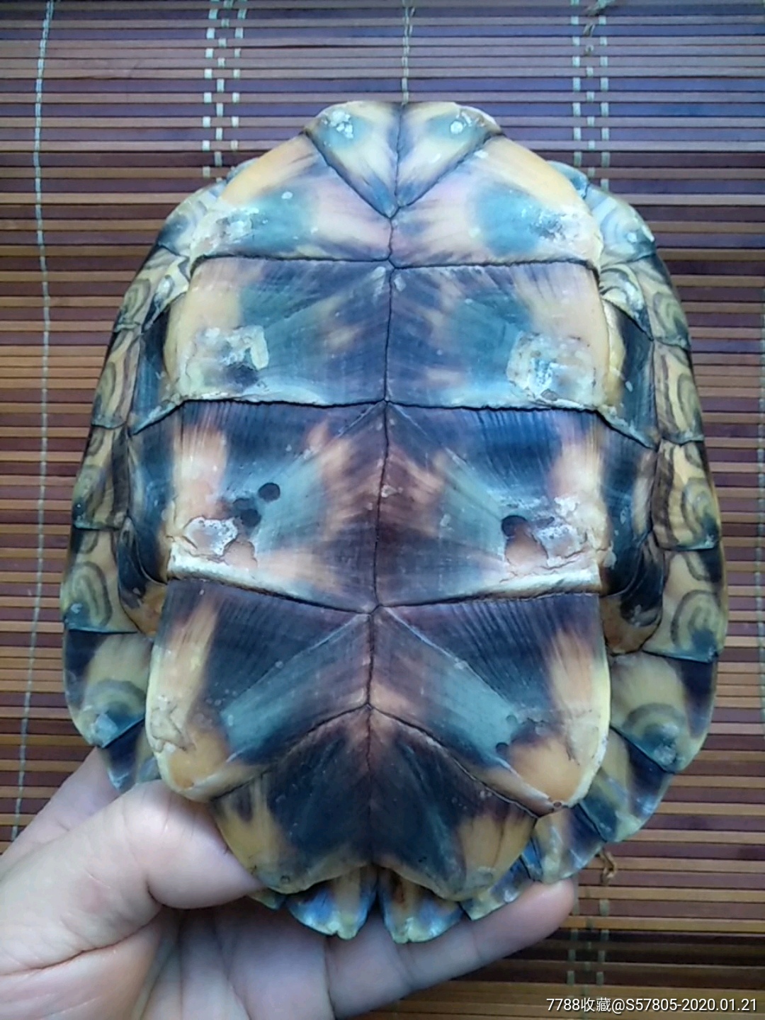 龟壳,大个龟壳,乌龟壳,龟卜,龟