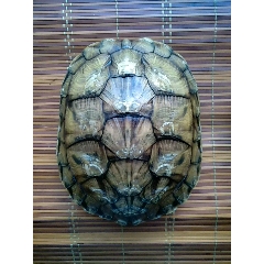 龟壳，大个龟壳，乌龟壳，龟卜，龟，(se70794072)_7788收藏__收藏热线