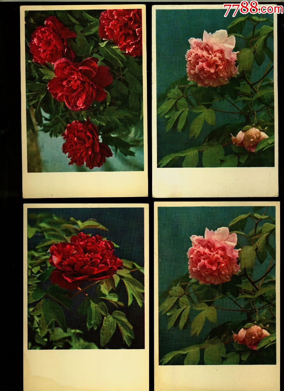 牡丹花4张
