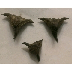 早期一组3个微型老菱手摆件(se70821618)_7788收藏__收藏热线